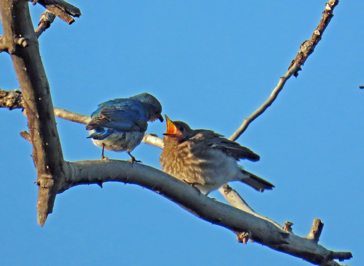 Mountain Bluebird - ML638142212