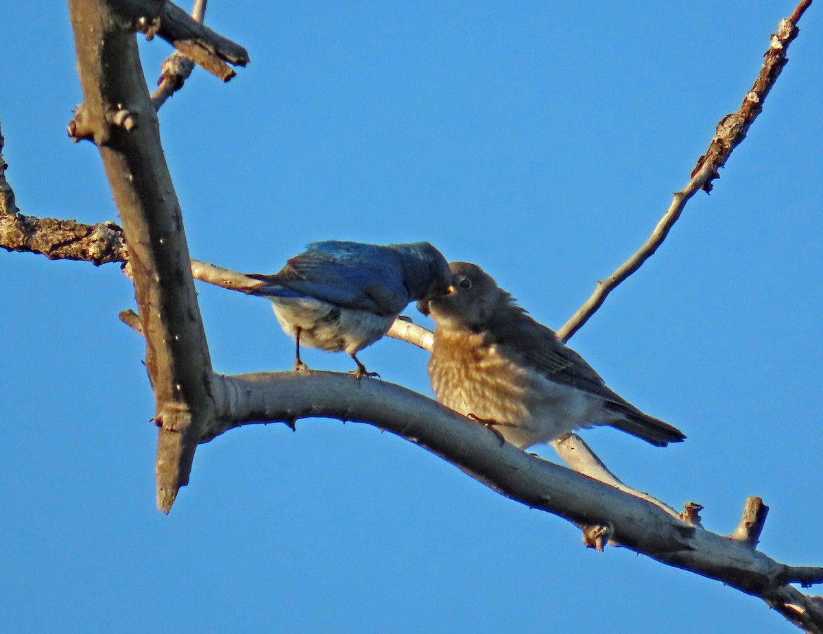 Mountain Bluebird - ML638142214