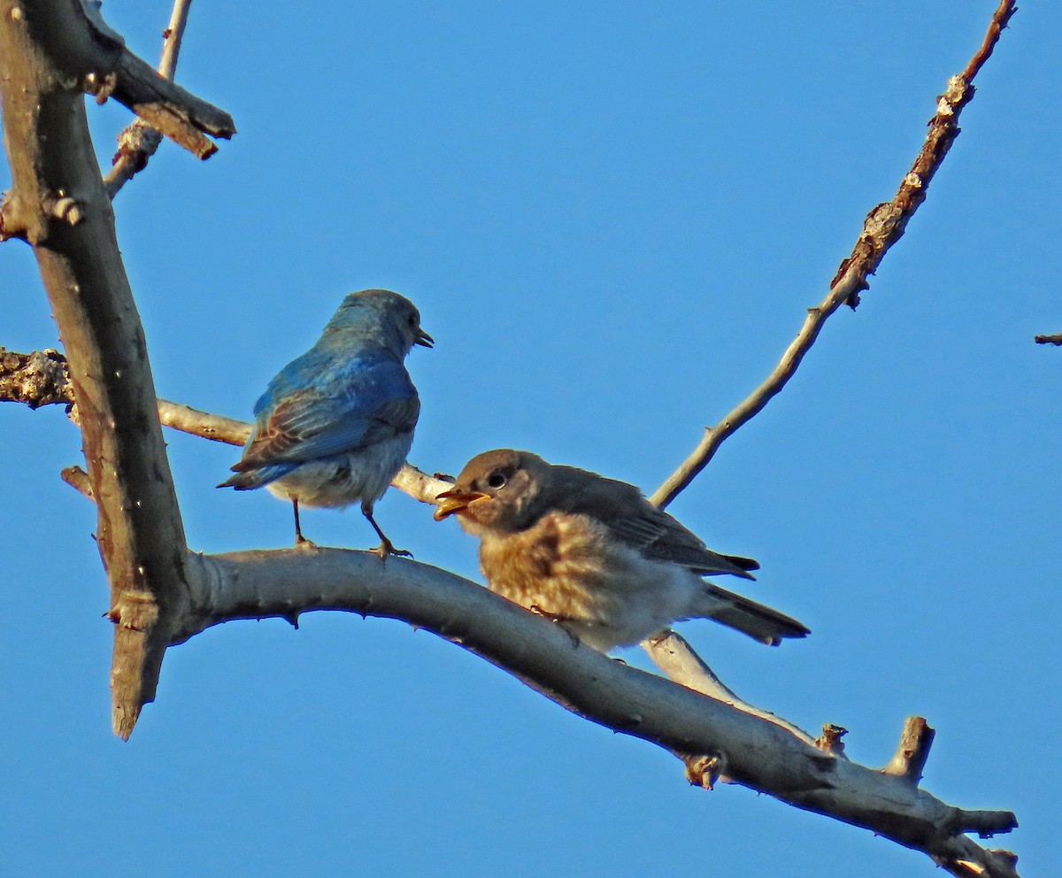 Mountain Bluebird - ML638142215