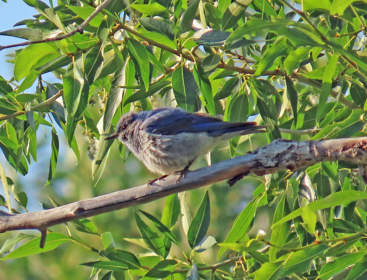 Mountain Bluebird - ML638142217
