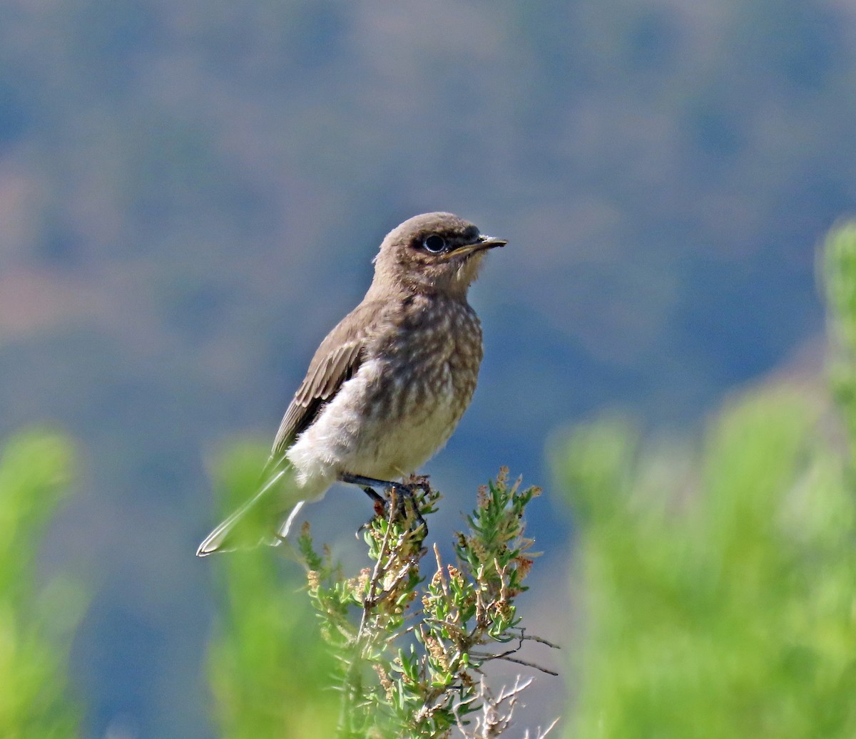 Mountain Bluebird - ML638142218