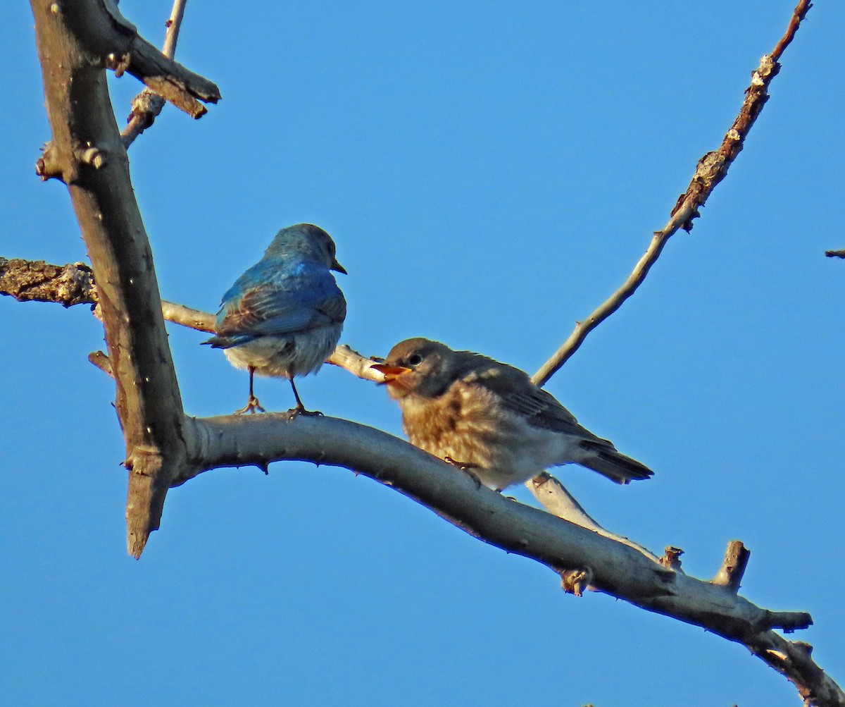 Mountain Bluebird - ML638142219