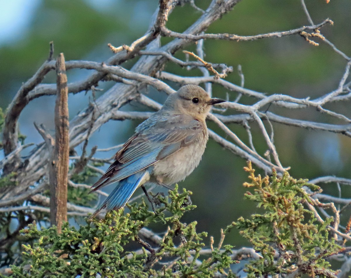 Mountain Bluebird - ML638142220