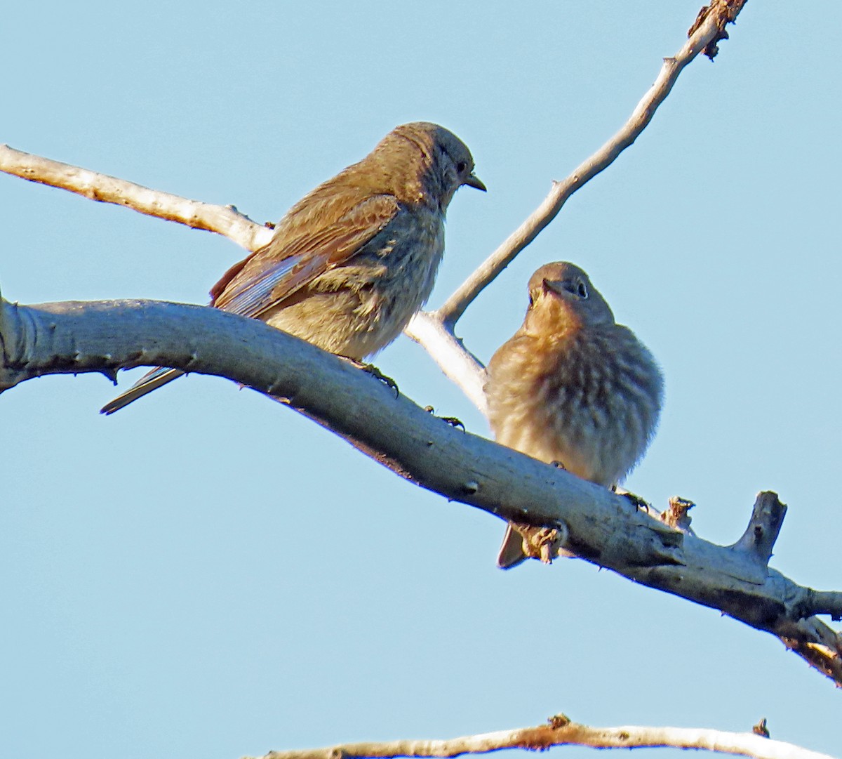 Mountain Bluebird - ML638142221
