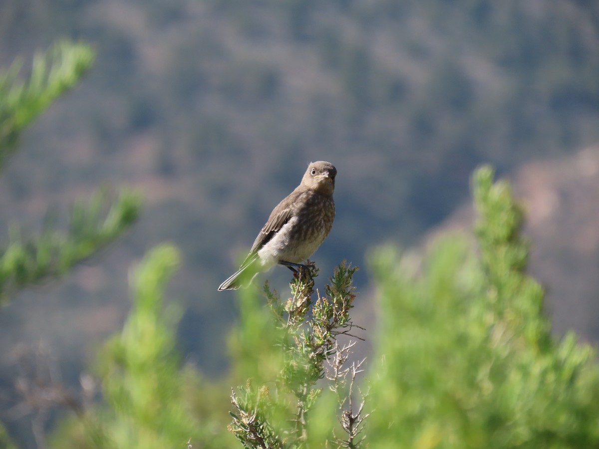 Mountain Bluebird - ML638142222