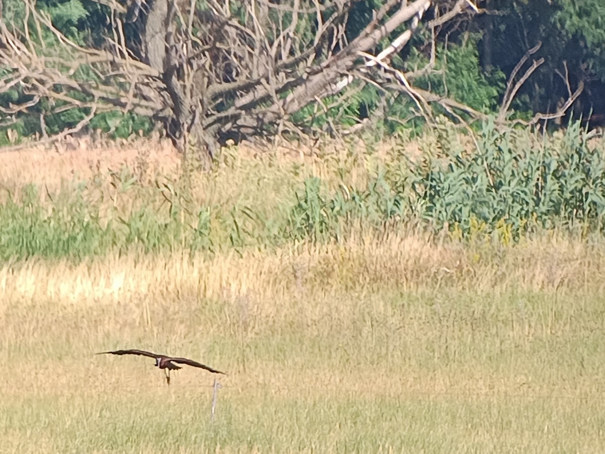 ibis hnědý - ML638142223