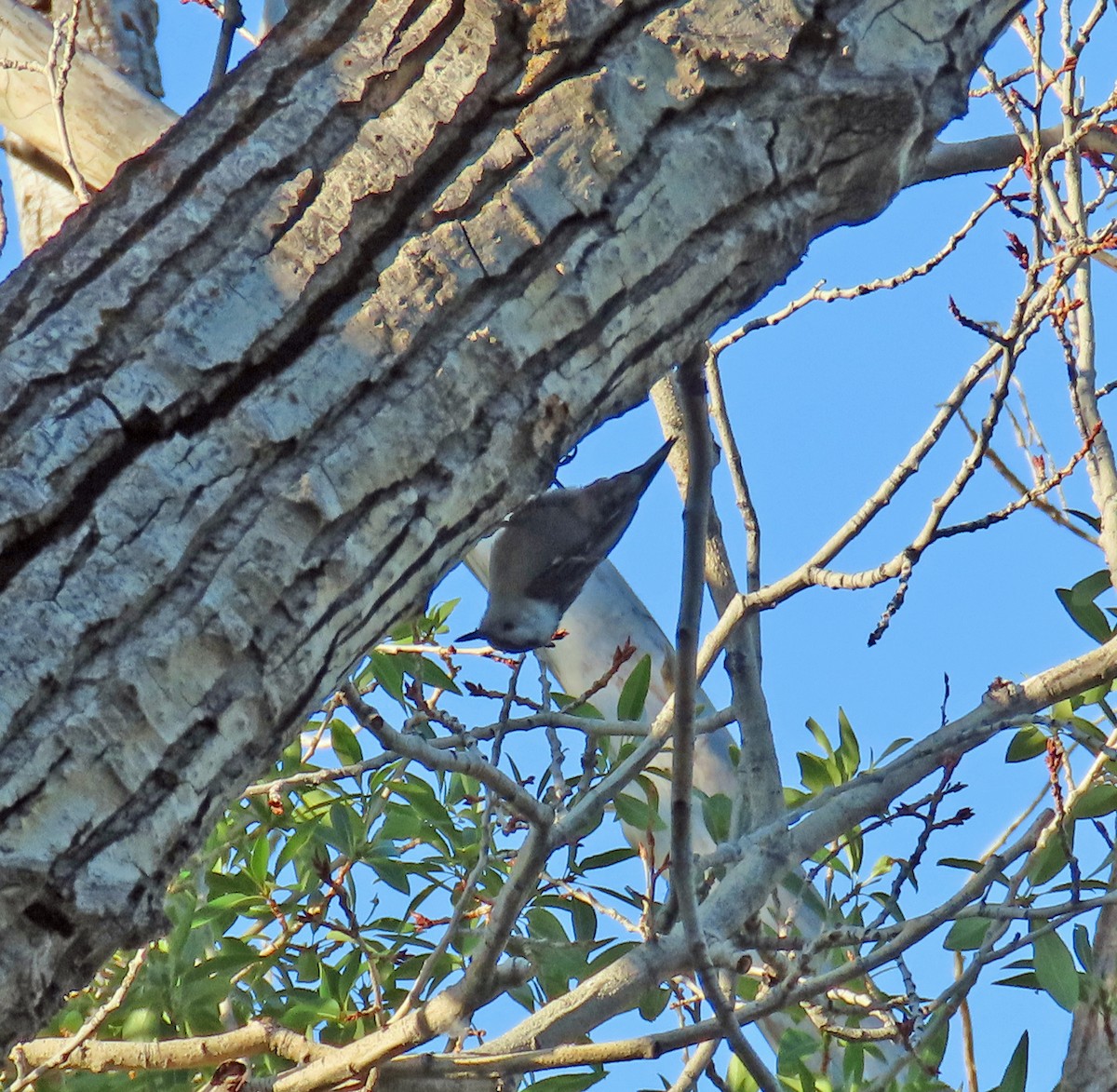 White-breasted Nuthatch - ML638142224