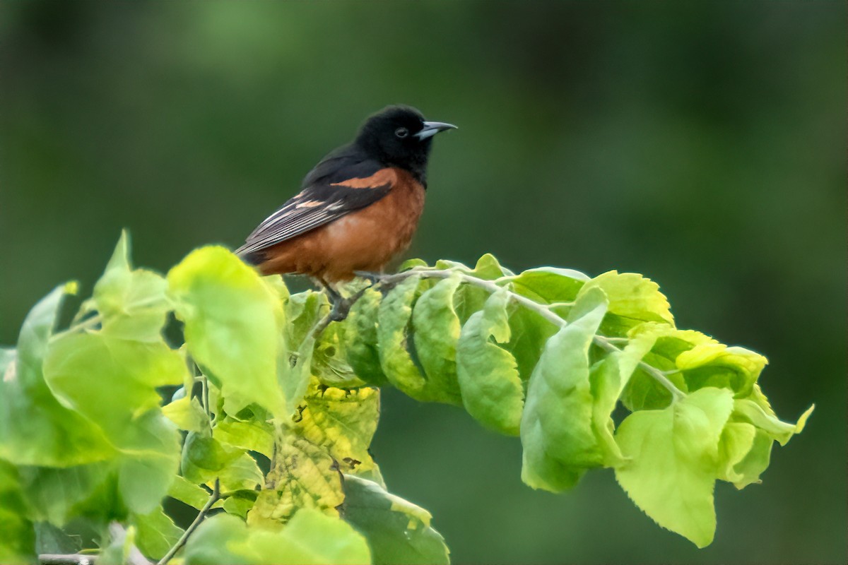 Orchard Oriole - ML638142247