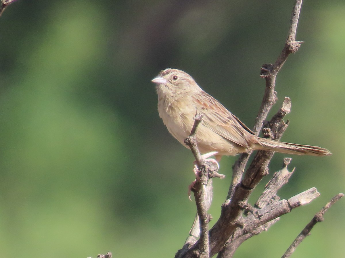 Botteri's Sparrow - ML638142250