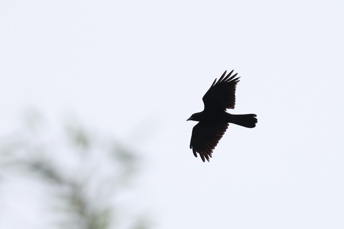 Rook - ML638142251