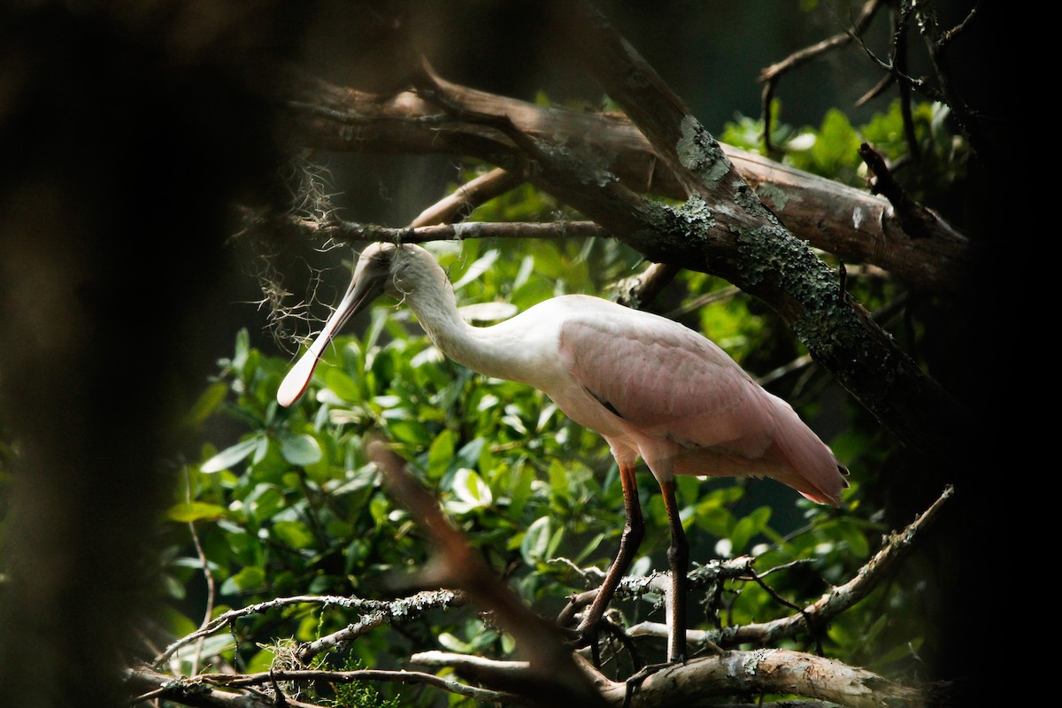 Roseate Spoonbill - ML638142254