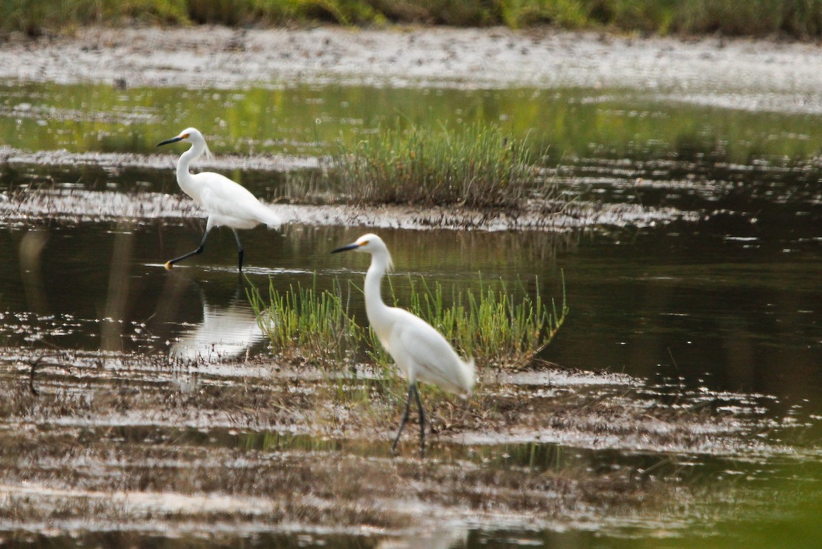 Snowy Egret - ML638142259