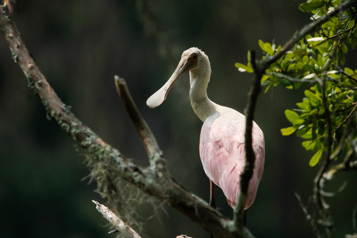 Roseate Spoonbill - ML638142260