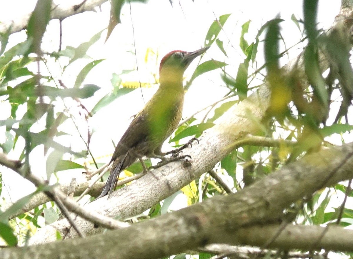 Laced Woodpecker - ML638142275