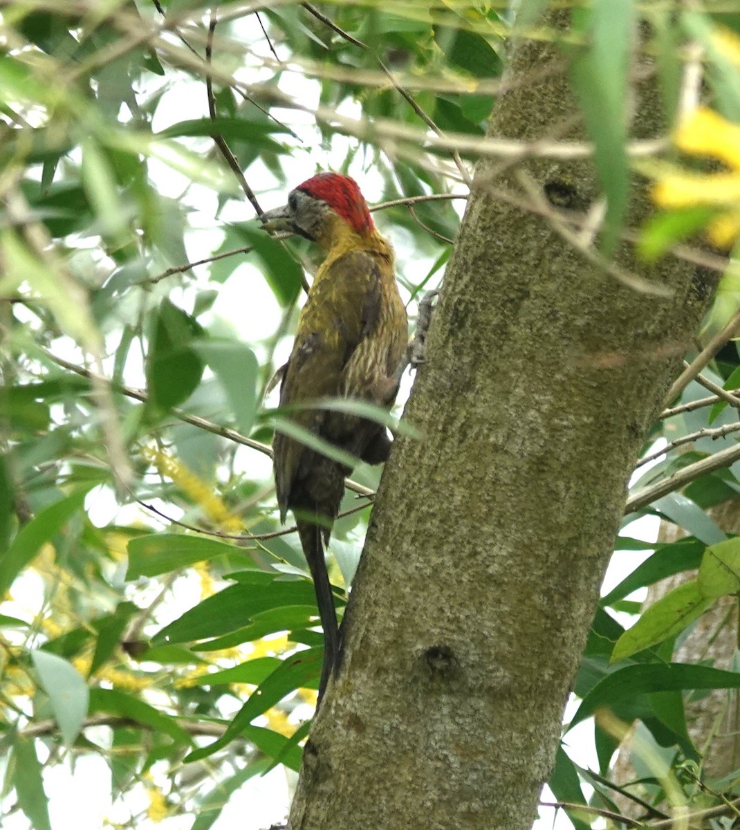 Laced Woodpecker - ML638142276
