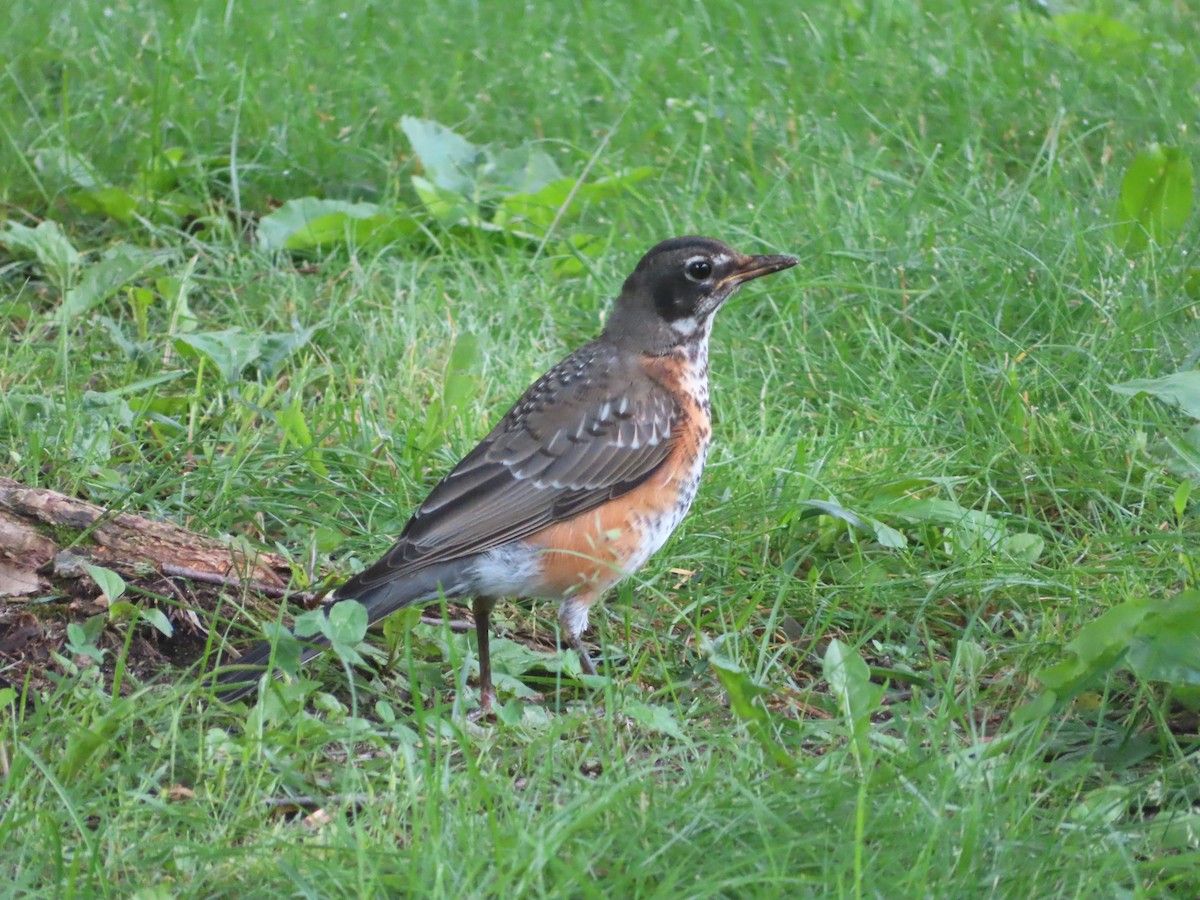 American Robin - ML638142290