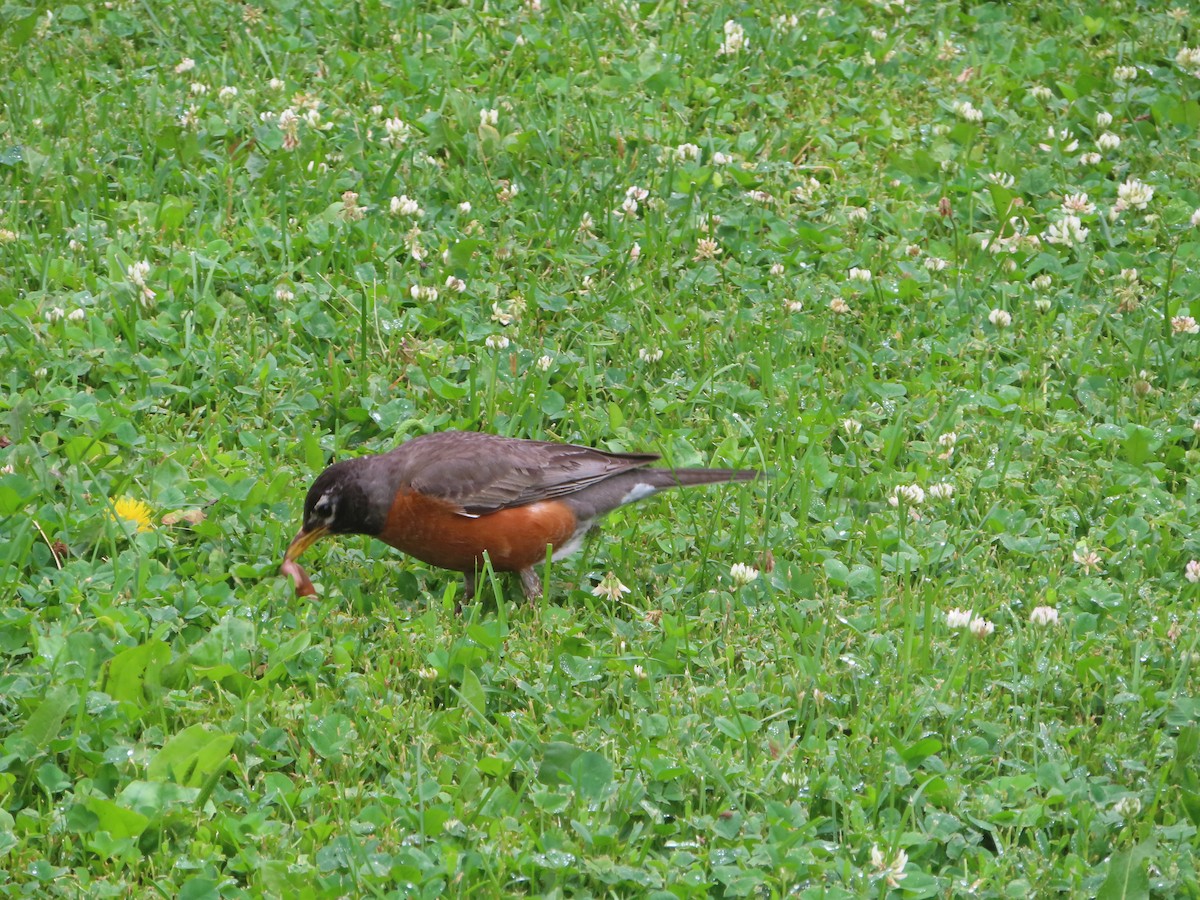 American Robin - ML638142293