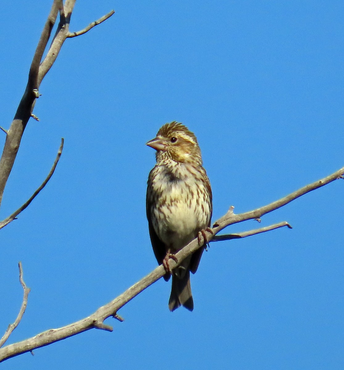 Cassin's Finch - ML638142297