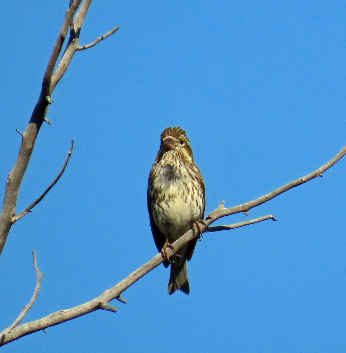 Cassin's Finch - ML638142298