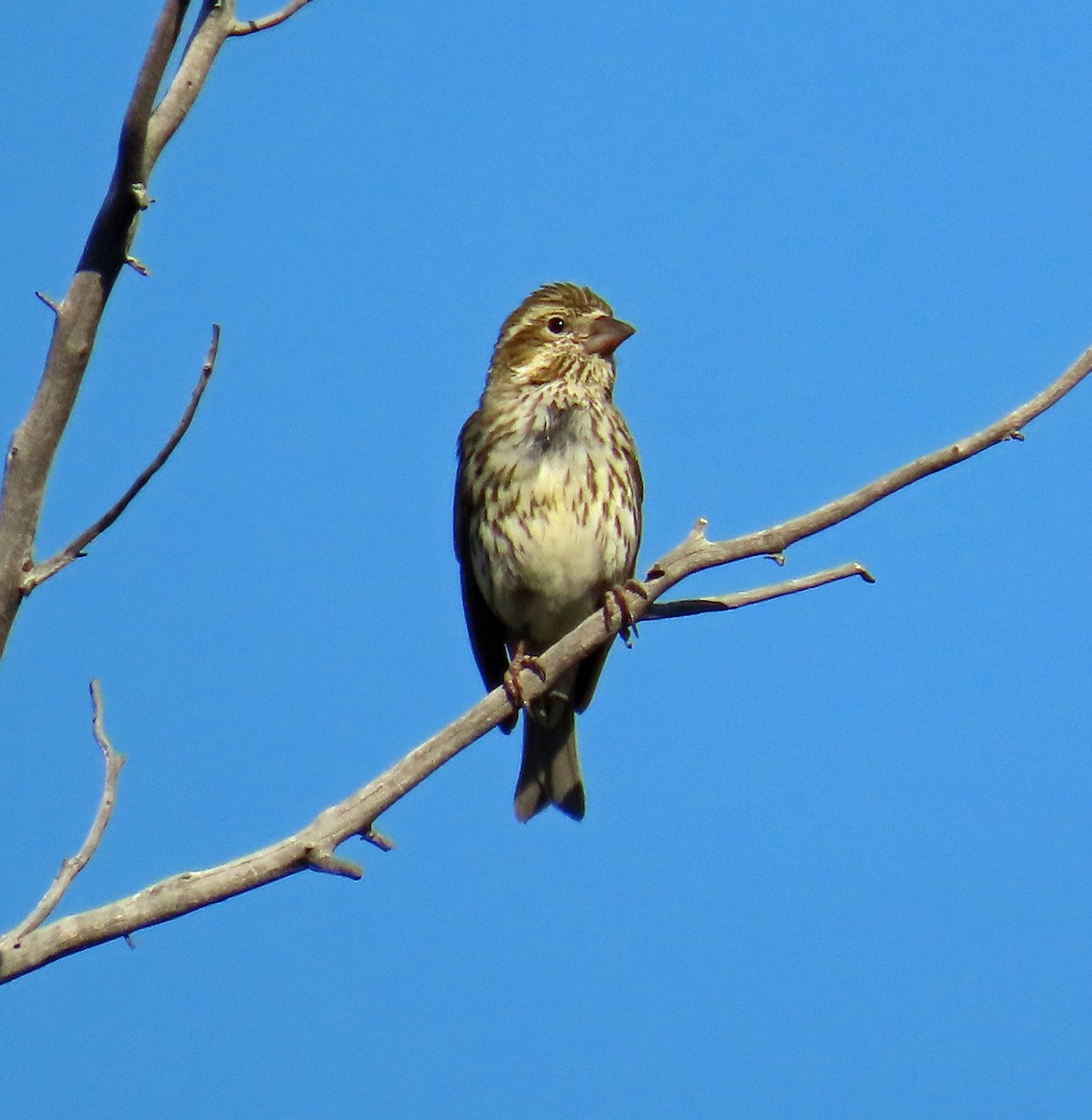 Cassin's Finch - ML638142299