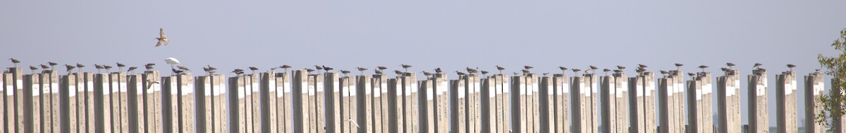 Whimbrel - ML638142303