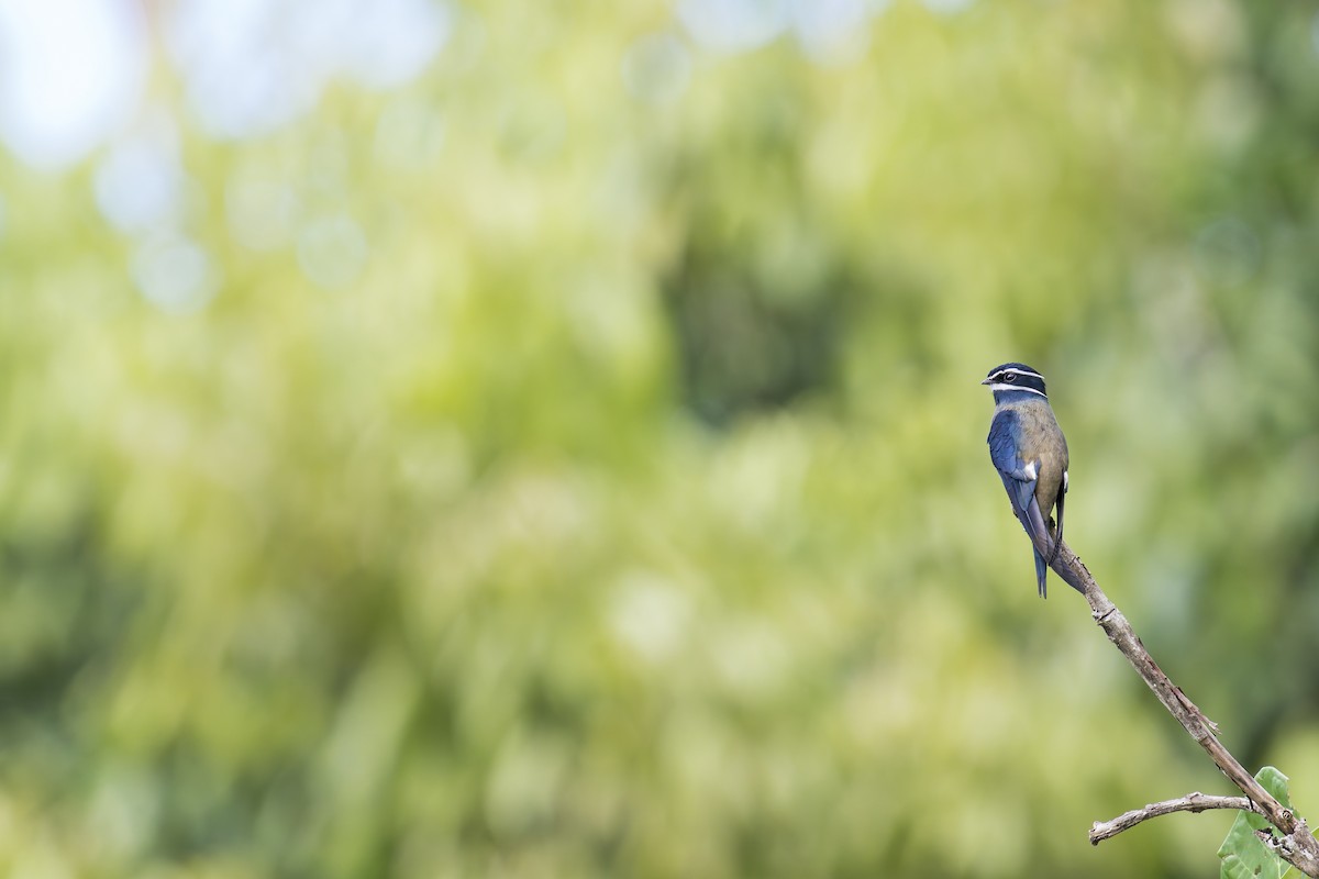 Whiskered Treeswift - ML638142304