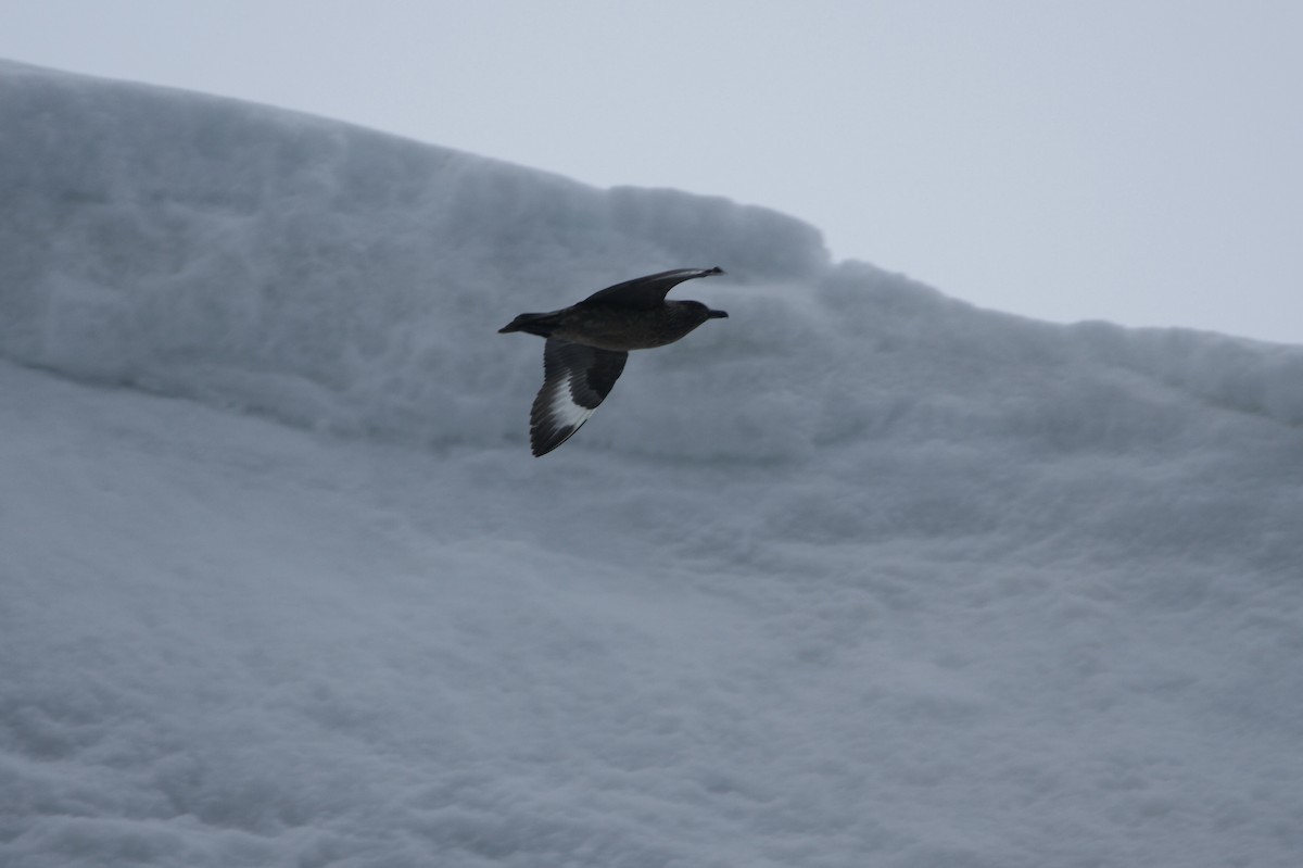 Great Skua - ML638142305
