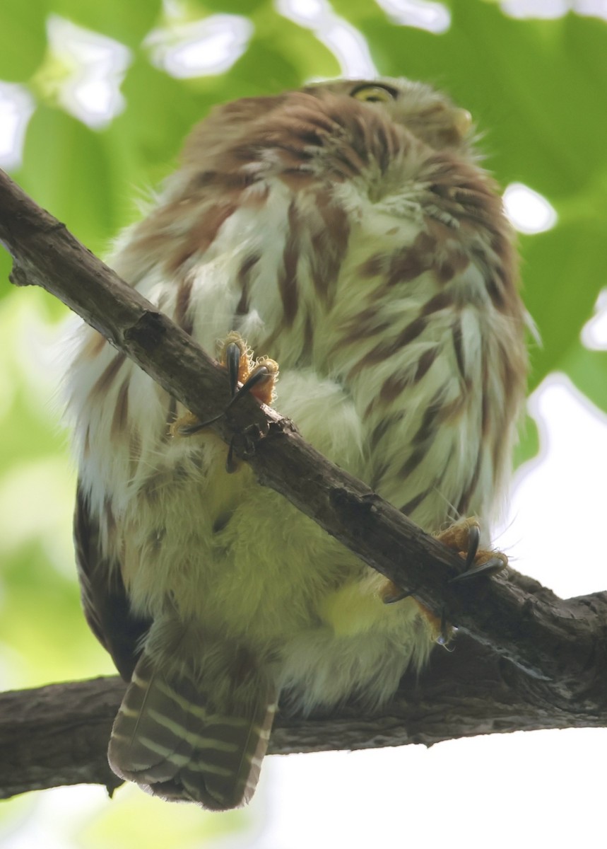 Ferruginous Pygmy-Owl - ML638142306