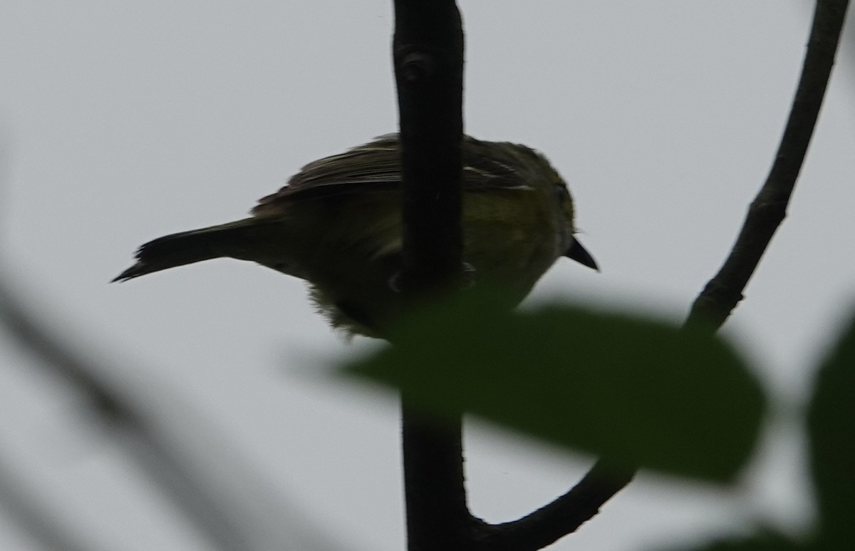 White-eyed Vireo - ML638142308