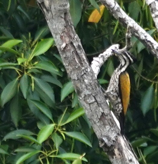 Common Flameback - ML638142310