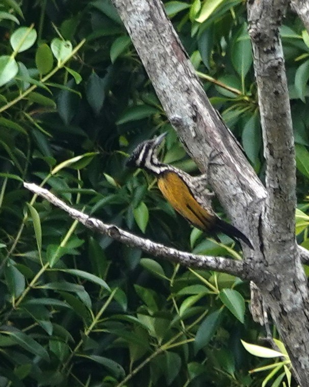 Common Flameback - ML638142311