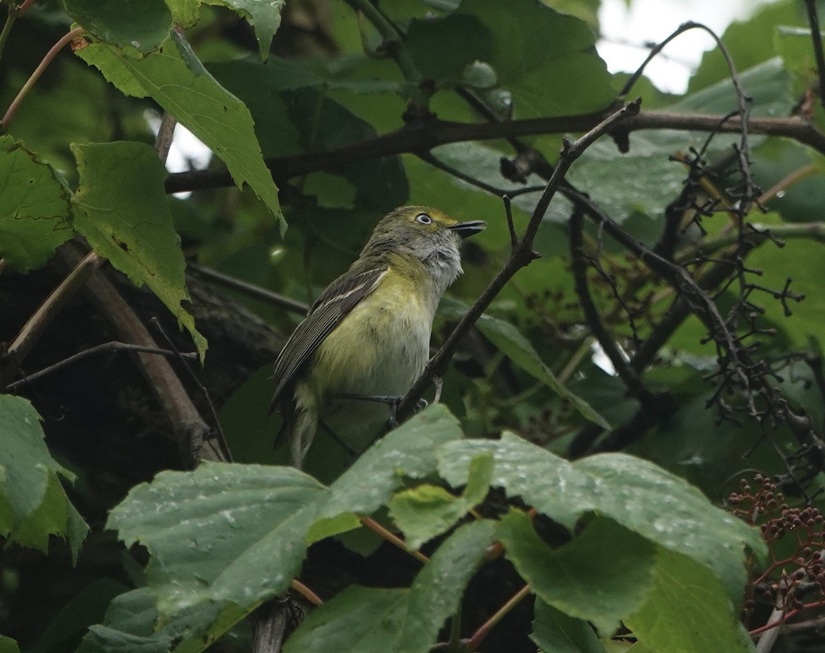 White-eyed Vireo - ML638142312