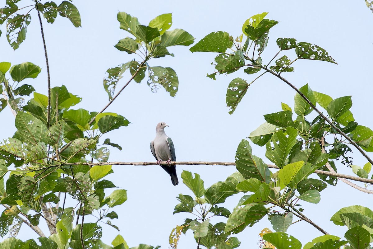 Green Imperial-Pigeon - ML638142313