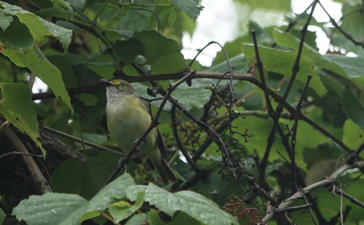 White-eyed Vireo - ML638142314
