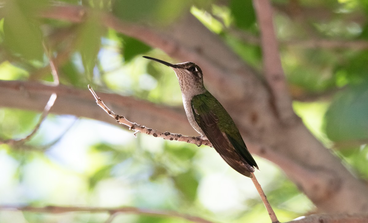 Rivoli's Hummingbird - ML638142316