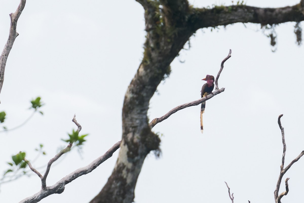 Helmeted Hornbill - ML638142319