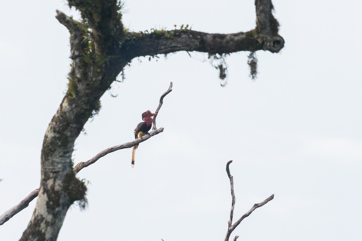 Helmeted Hornbill - ML638142320