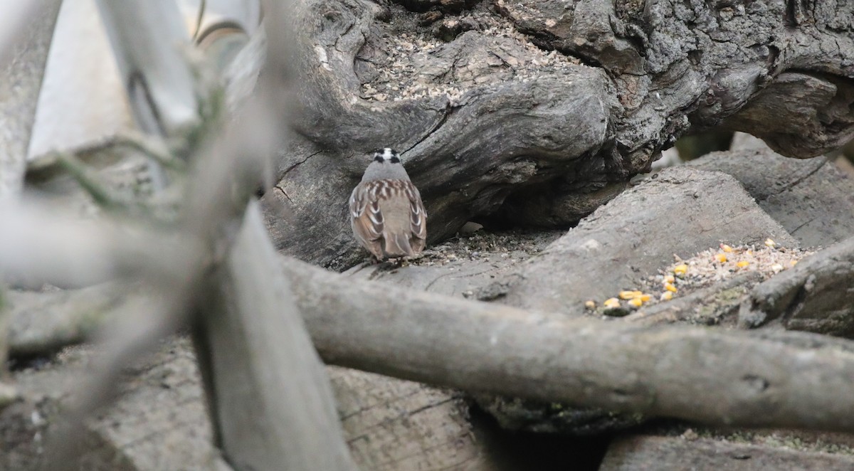 White-crowned Sparrow - ML638142321