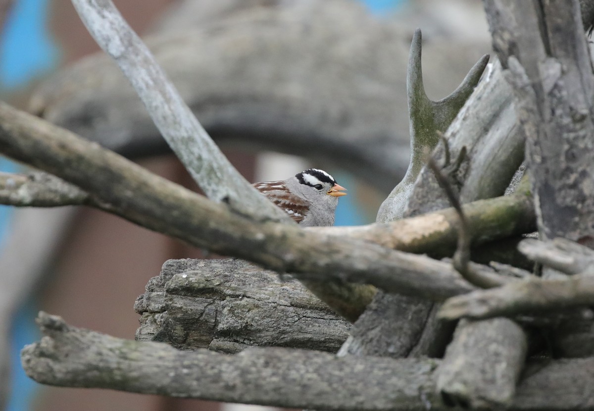White-crowned Sparrow - ML638142323