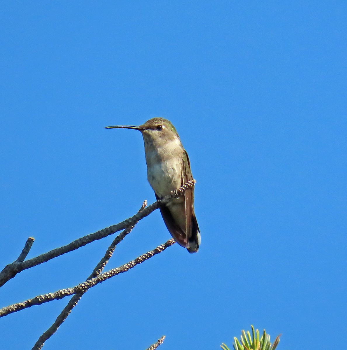 Black-chinned Hummingbird - ML638142325