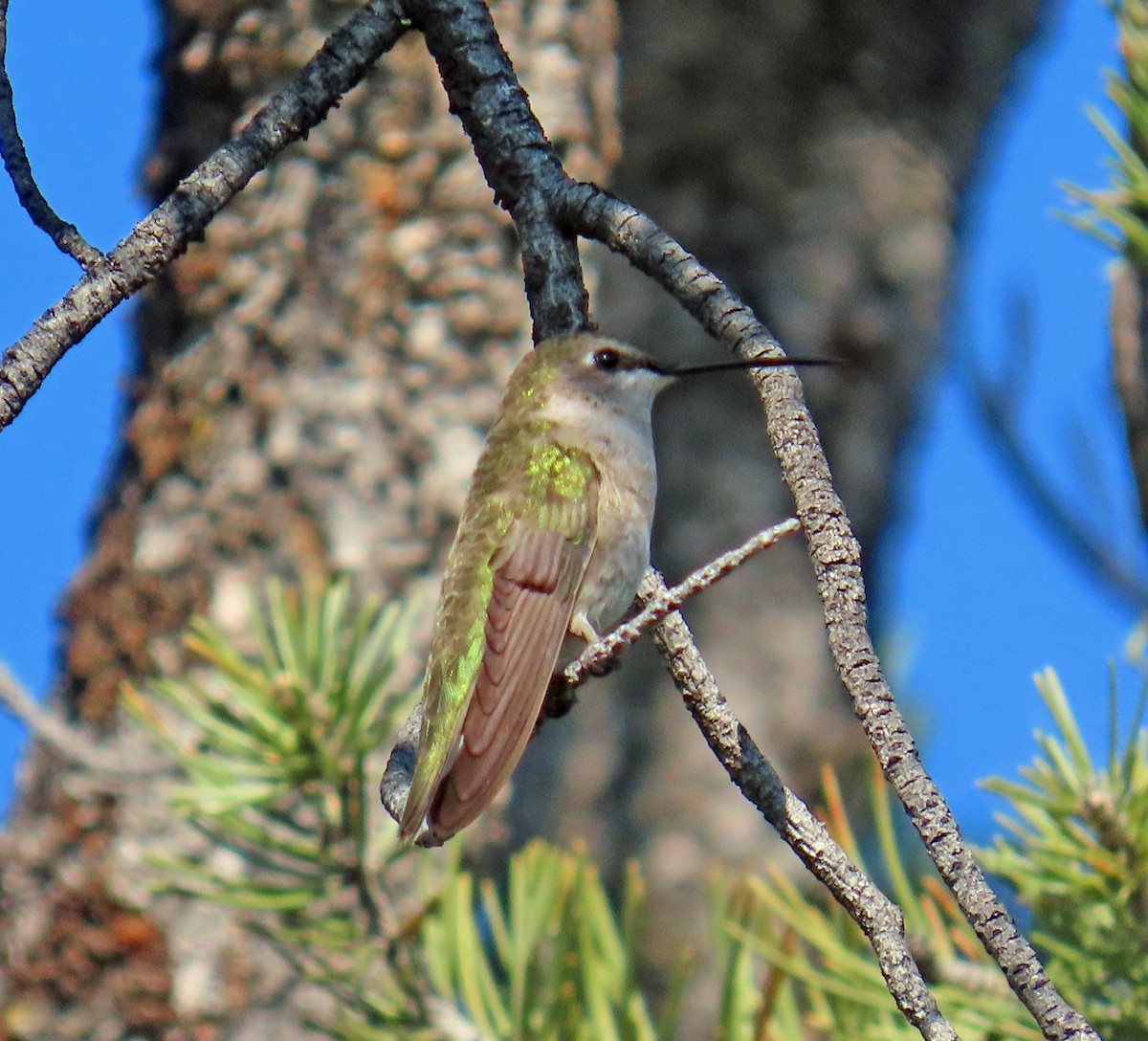 Black-chinned Hummingbird - ML638142326