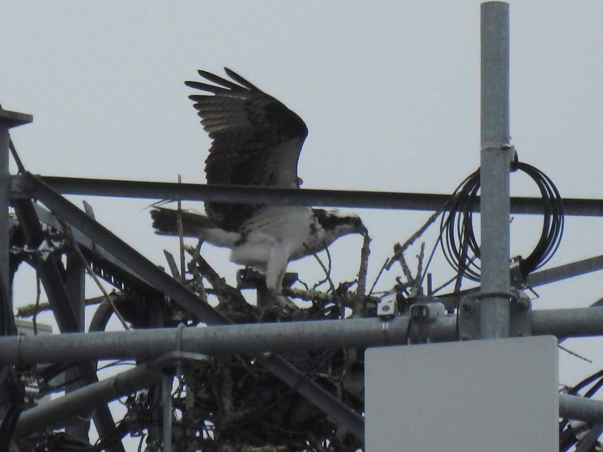 Osprey - ML638142327