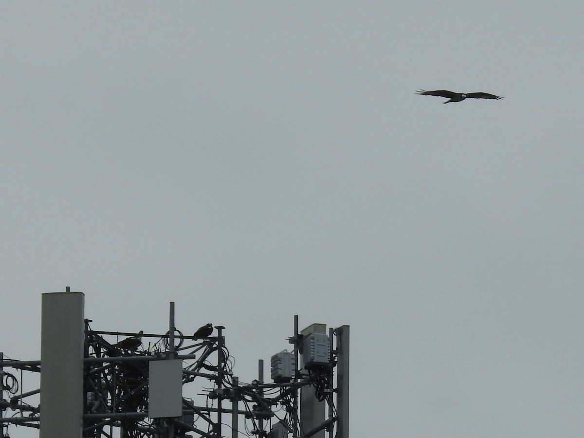 Osprey - ML638142328