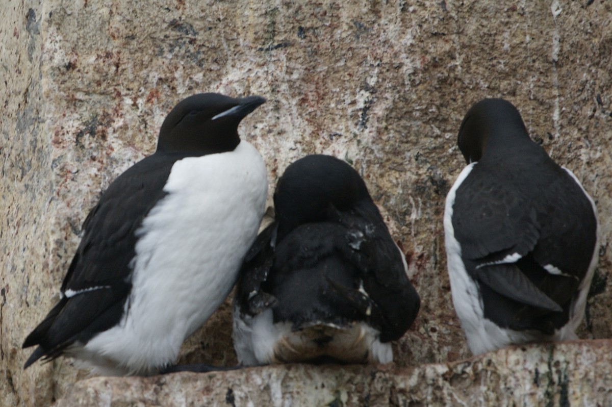 Thick-billed Murre - ML638142330