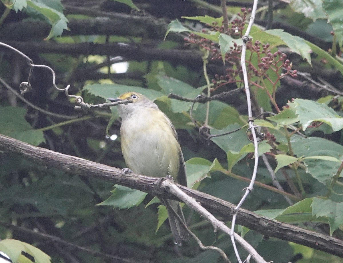 White-eyed Vireo - ML638142331