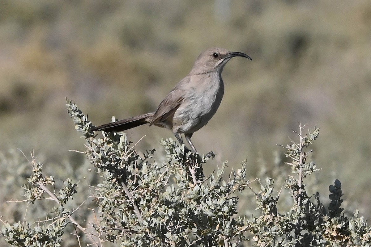 LeConte's Thrasher - ML638142341