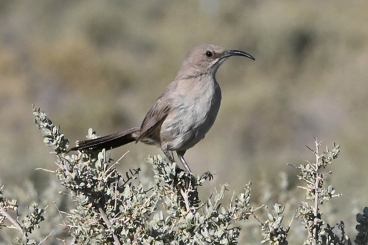 LeConte's Thrasher - ML638142342