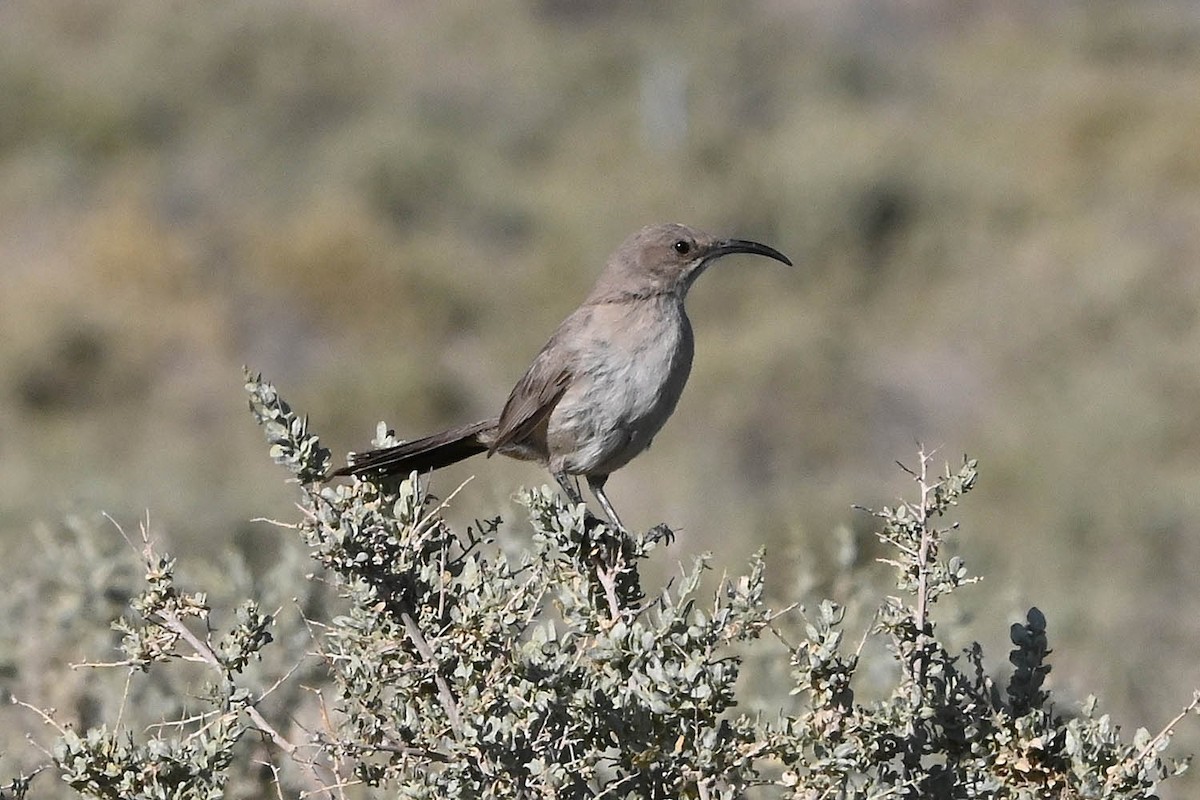 LeConte's Thrasher - ML638142343