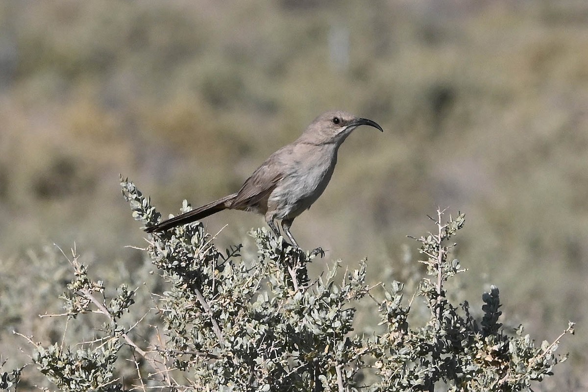 LeConte's Thrasher - ML638142344