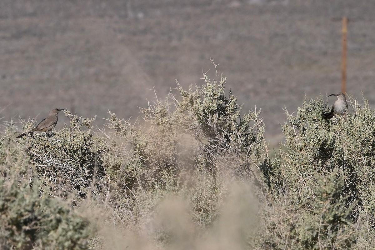 LeConte's Thrasher - ML638142345